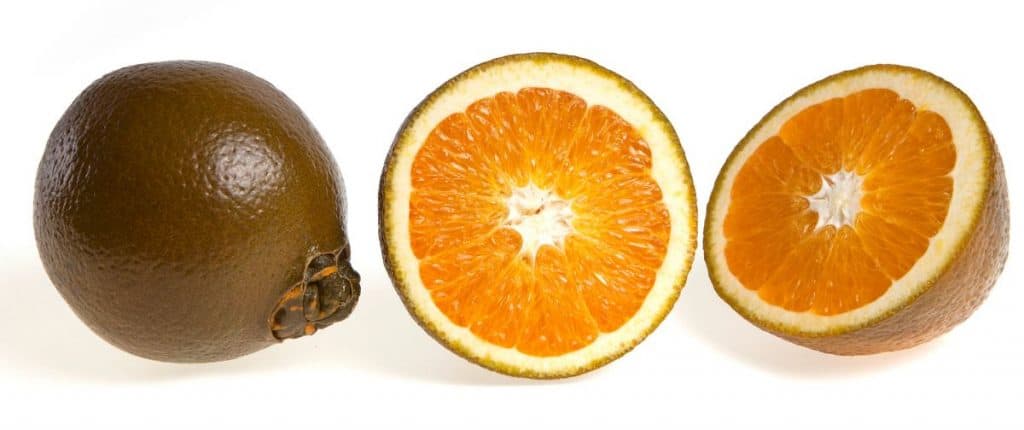 Apelsin Chocolate Navel Orange en hel frukt med brunaktigt skal, en delad med orange fruktkött