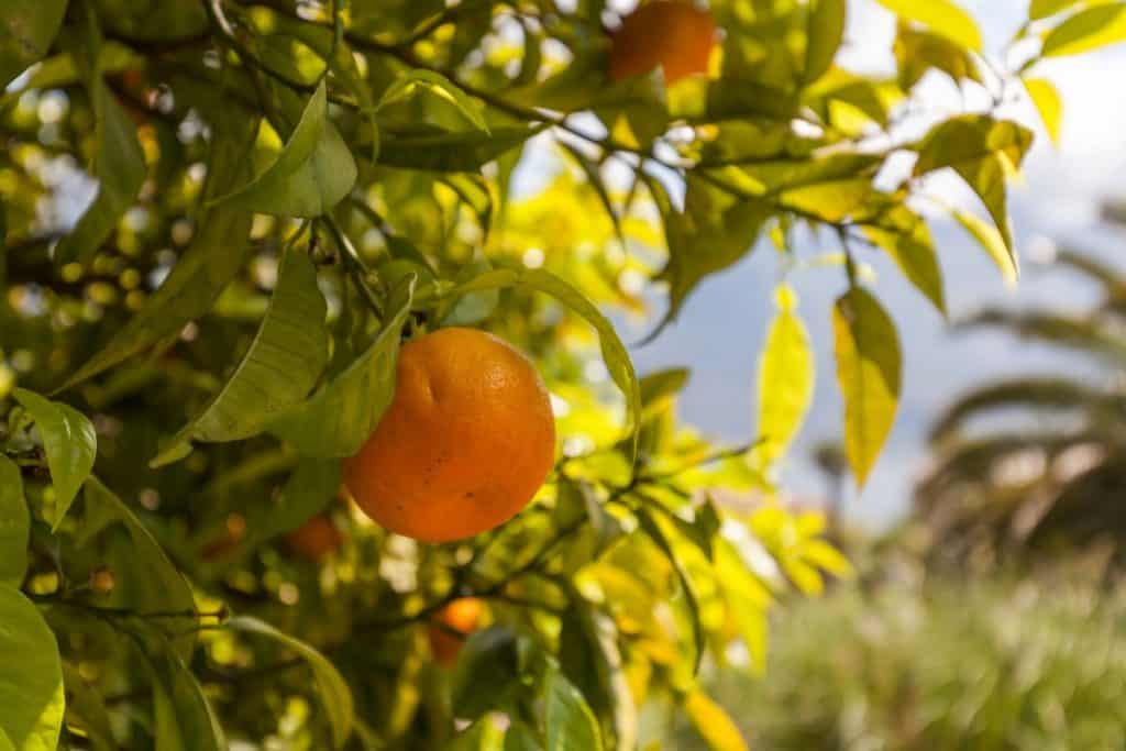 orange citrusfrukt hänger i träd